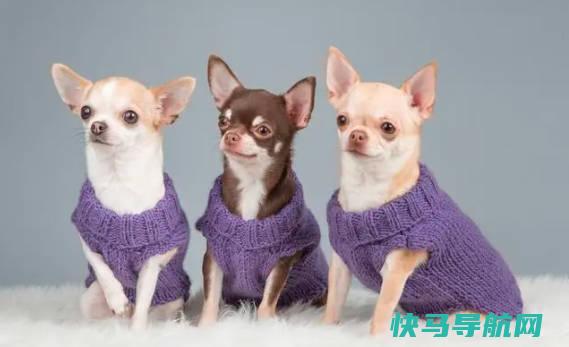 狗狗品种大全及图片，小型犬、中型犬、大型犬（人类最忠诚的朋友）